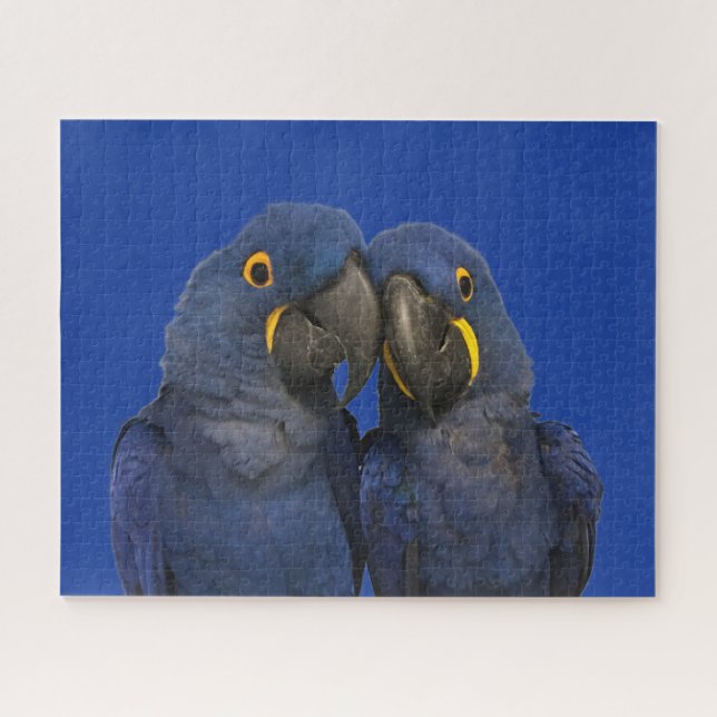 Hyacinth Macaw Parrot Bird Rare Blue Jigsaw Puzzle (Horizontal)