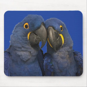 Hyacinth Macaw Parrot Bird Rare Blue Mouse Mat