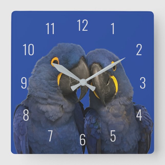 Hyacinth Macaw Parrot Bird Rare Blue Square Wall Clock (Front)