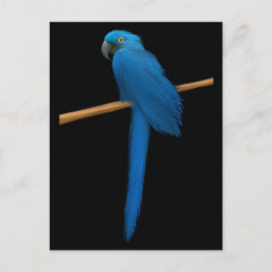 Hyacinth Macaw Parrot Postcard