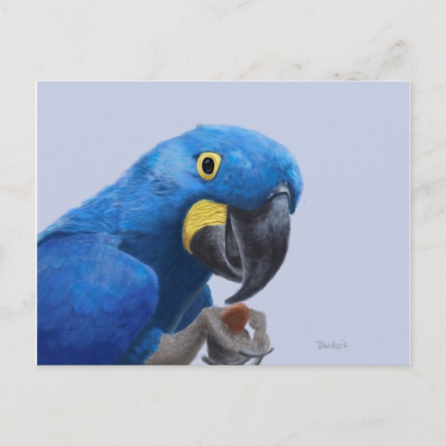 Hyacinth Macaw Postcard (Front)