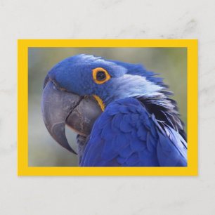 Hyacinth Macaw Postcard