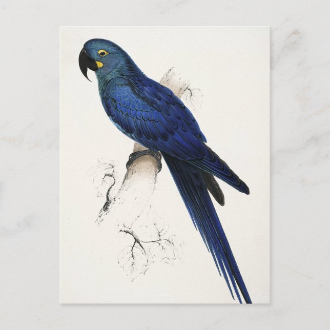 Hyacinth Macaw Postcard (Front)