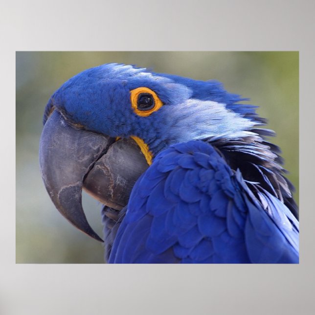 Hyacinth Macaw Poster (Front)