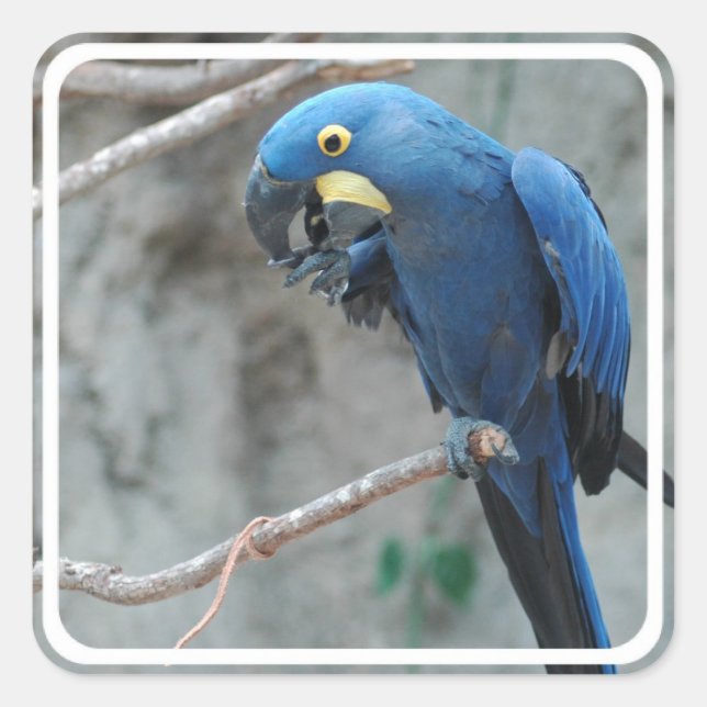 Hyacinth Macaw Stickers (Front)