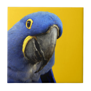 Hyacinth Macaw Tile