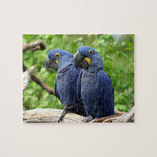 Hyacinth Macaws Jigsaw Puzzle
