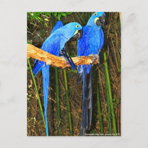 Hyacinth Macaws photo by JLH Postcard