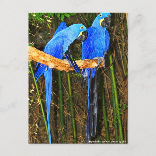 Hyacinth Macaws photo by JLH Postcard (Front)