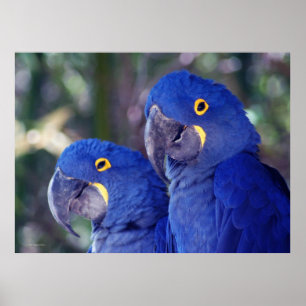 Hyacinth Macaws Poster