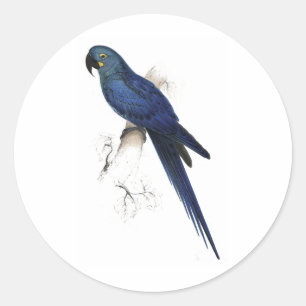 Hyacinthine Maccaw by Edward Lear Classic Round Sticker