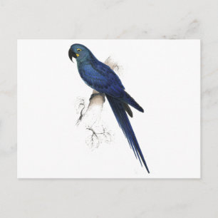 Hyacinthine Maccaw by Edward Lear Postcard