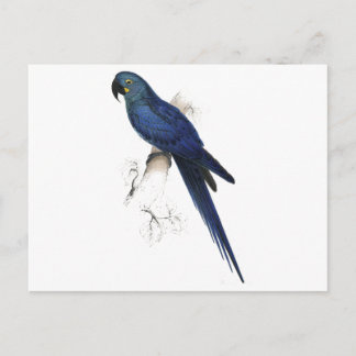 Hyacinthine Maccaw by Edward Lear Postcard