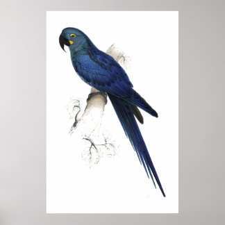 Hyacinthine Maccaw by Edward Lear Poster