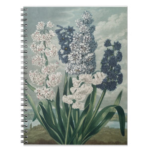 Hyacinths (1807) – Exquisite Vintage Botanical  Notebook