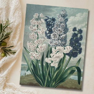 Hyacinths (1807) – Exquisite Vintage Botanical  Postcard
