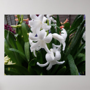 Hyacinths and raindrops Print
