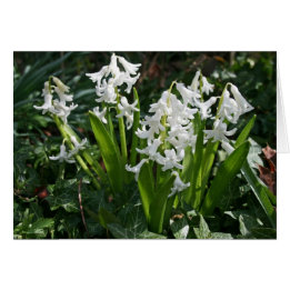 Hyacinths Blank Card