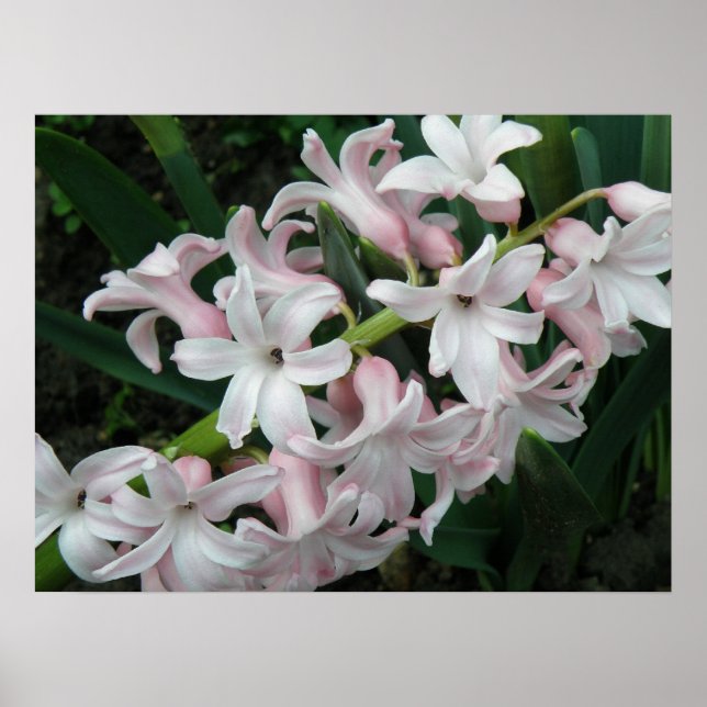 Hyacinths Print (Front)
