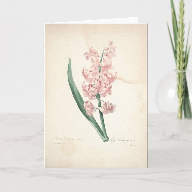 Hyacinthus Orientalis by Redoute Sympathy Card (Front)