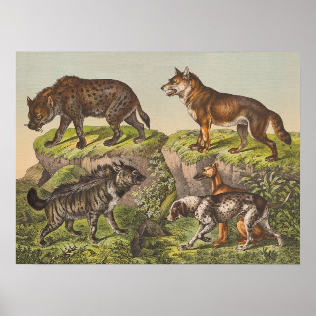 Hyaena (Hyena), Wolf and Dogs Poster (Front)