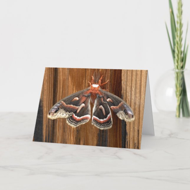 Hyalophora cecropia moth card (Front)