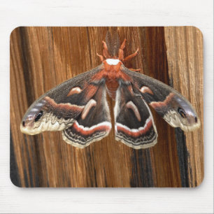 Hyalophora cecropia moth mouse mat