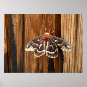 Hyalophora cecropia moth poster
