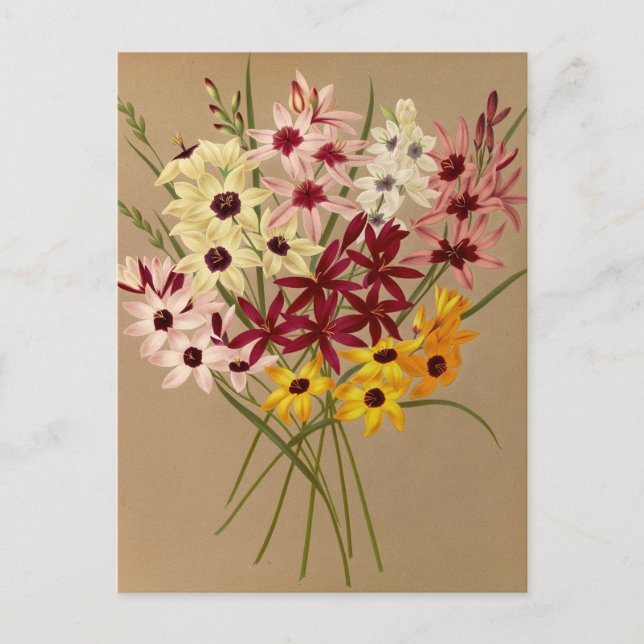 Hybrid Ixias by Arentina Hendrica Arendsen Postcard (Front)