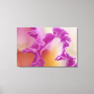 Hybrid orchid close-up, Delray Beach, Florida Canvas Print