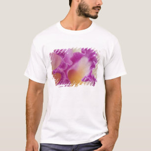 Hybrid orchid close-up, Delray Beach, Florida T-Shirt