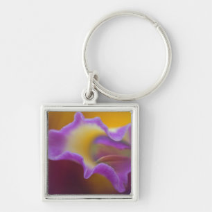Hybrid orchid, Florida Key Ring