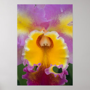Hybrid orchid, Florida Poster
