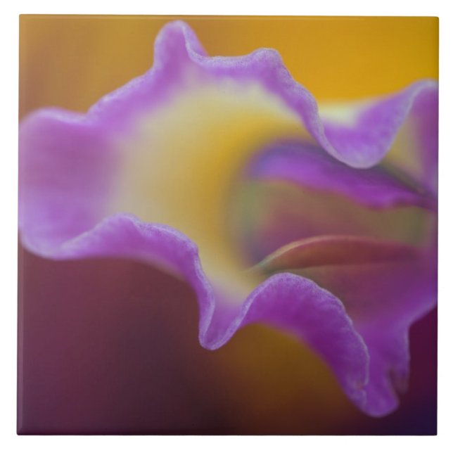 Hybrid orchid, Florida Tile (Front)