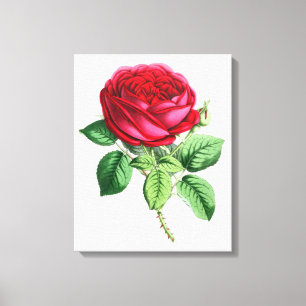 Hybrid Perpetual Rose - Napoleon III Canvas Print