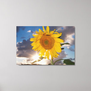 Hybrid sunflower blowing in the wind at dusk canvas print