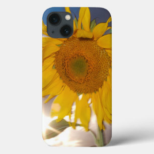 Hybrid sunflower blowing in the wind at dusk iPhone 13 case