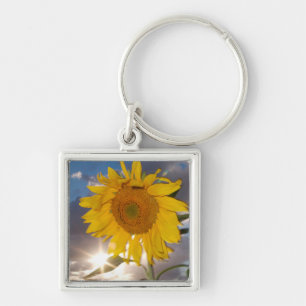 Hybrid sunflower blowing in the wind at dusk key ring