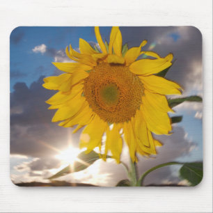Hybrid sunflower blowing in the wind at dusk mouse mat