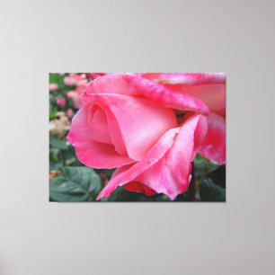 Hybrid Tea Rose Barbara Bush On Canvas