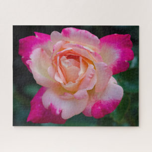 Hybrid tea rose Circus Knie Jigsaw Puzzle