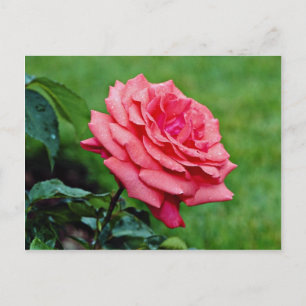 Hybrid Tea Rose 'Fragrant Cloud' White flowers Postcard