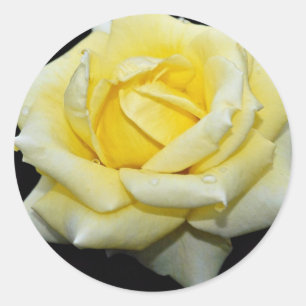 Hybrid Tea Rose 'Helmut Schmidt' White flowers Classic Round Sticker
