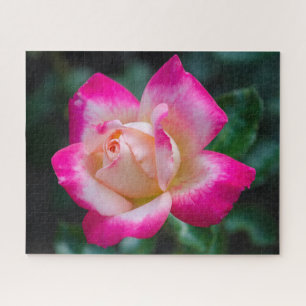 Hybrid Tea Rose Jigsaw Puzzle