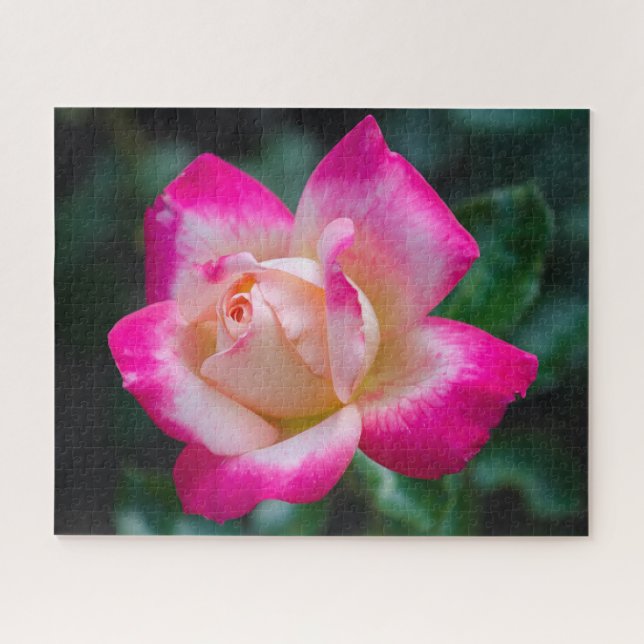 Hybrid Tea Rose Jigsaw Puzzle (Horizontal)