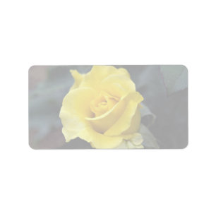 Hybrid Tea Rose 'Lanvin' Roses Label