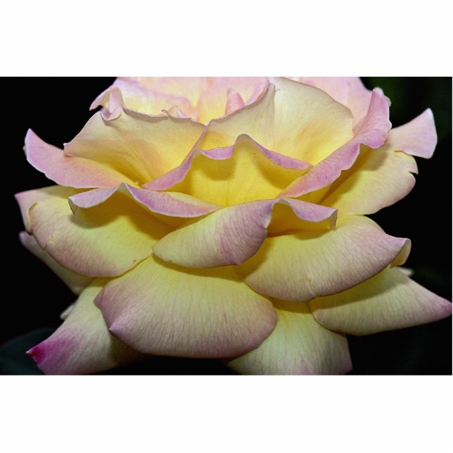 Hybrid Tea Rose 'Peace Rose' Roses Standing Photo Sculpture (Front)
