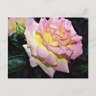 Hybrid Tea Rose 'Peace' White flowers Postcard