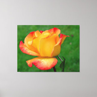 Hybrid Tea Rose Rio Samba On Canvas