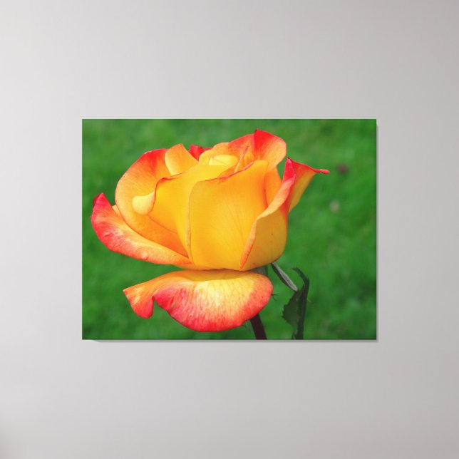 Hybrid Tea Rose Rio Samba On Canvas Print (Front)